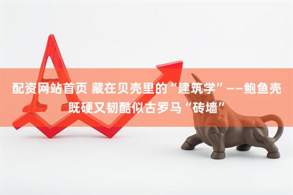 配资网站首页 藏在贝壳里的“建筑学”——鲍鱼壳既硬又韧酷似古罗马“砖墙”